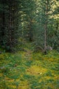 Forest thicket, ground covered with wet moss, trees grow thickly. Magical coniferous forest on sunny summer day. Beautiful natural Royalty Free Stock Photo