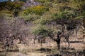 Forest Thicket Trees Plants Generic Vegetation In Kenya East African