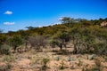 Forest Thicket Trees Plants Generic Vegetation In Kenya East African