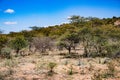 Forest Thicket Trees Plants Generic Vegetation In Kenya East African