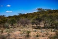 Forest Thicket Trees Plants Generic Vegetation In Kenya East African