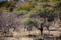 Forest Thicket Trees Plants Generic Vegetation In Kenya East African