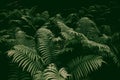 Forest thickets of ferns. botany banner. texture background