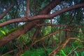 Forest thickets with inclined tree trunks overgrown with green moss