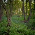 Forest thickets. Relict forest, alder red.