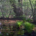 Forest thickets. Relict forest, alder red.