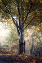 Forest in the time of autumn. Beech tree with yellow leaves lightened by the sun. Brown foliage Royalty Free Stock Photo