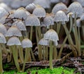 A forest of tiny toadstools in a garden, New Zealand