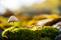 Forest toadstool Royalty Free Stock Photo