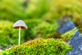 Forest toadstool Royalty Free Stock Photo