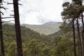 forest from the top of mount tlaloc mexico Royalty Free Stock Photo