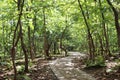 Forest top view with wood of trees and stones pathway