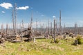 Forest after tornado