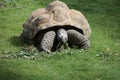 Forest tortoise in the enclosure of the elephants of Ouwehands Zoo in Rhenen Royalty Free Stock Photo