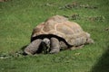 Forest tortoise in the enclosure of the elephants of Ouwehands Zoo in Rhenen Royalty Free Stock Photo