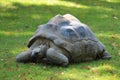 Forest tortoise in the enclosure of the elephants of Ouwehands Zoo in Rhenen Royalty Free Stock Photo