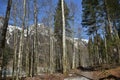 Forest tourist path near of KlÃÂ¶ntalersee lake