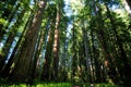 Forest With Towering Redwood Trees Royalty Free Stock Photo