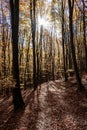 Forest Track in Autumn