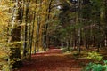 Forestry trail in mixed forest by sunlight, autumnal scenery