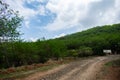 Forest Track Landscape with Trees, Blue Sky and White Clouds