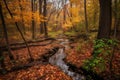 forest trail with autumn foliage and babbling brook