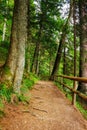 forest trail in beautiful woodland scenery Royalty Free Stock Photo