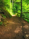 forest trail in beautiful woodland scenery Royalty Free Stock Photo