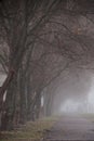 Forest trail among the beech trees on a foggy, rainy autumn day. Royalty Free Stock Photo