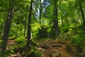 Forest trail in Beskid Slaski, Poland Royalty Free Stock Photo