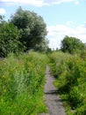 Forest paths Royalty Free Stock Photo