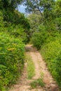 Forest trail in Cercal