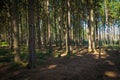 Forest trail in the coniferous forest