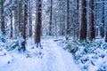 Forest trail covered in snowfall after a snowstorm in Vancouver Delta BC, at Burns Bog. Snowy forest scenes