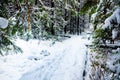 Forest trail covered in thick snow, with footprints on a footpath and evergreen trees framing the landscape scenery Royalty Free Stock Photo