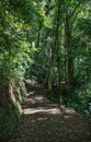 Forest Trail at Curi-Cancha Reserve in Monteverde Costa Rica