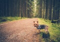 Forest Trail Dog Walk Royalty Free Stock Photo