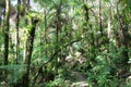 A forest trail, El Yunque Royalty Free Stock Photo
