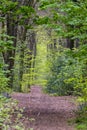 Forest trail in England.