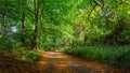 Forest trail in fall with golden leaves Royalty Free Stock Photo