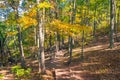 Forest Trail in the Fall Royalty Free Stock Photo