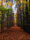 Forest trail and fallen leaves behind the University of Maryland