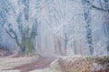 Forest trail among frosted beech trees on a foggy winter morning