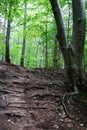 Mountains scene with green forest, pathway and big roots of tree Royalty Free Stock Photo