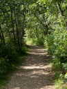 Forest trail with gravel path Royalty Free Stock Photo