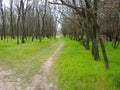 Forest trail among green grass and tall trees Royalty Free Stock Photo