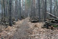 Forest trail in late autumn, overcast day Royalty Free Stock Photo