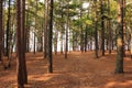 Forest Trail In Michigan