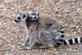 On a forest trail a mother Ring Tailed Lemur carries her baby Royalty Free Stock Photo