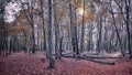 Autumn forest in the Caucasus, Krasnodar region, Russia Royalty Free Stock Photo